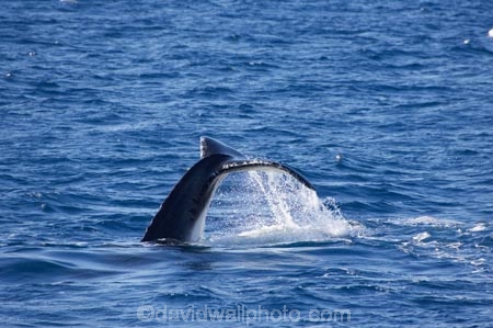 Animal;Animals;australia;australian;Cetacean;Cetaceans;Coast;dive;hervey-bay;humpback;Humpback-Whale;humpbacks;Marine-life;Marine-mammal;Marine-mammals;Megaptera-novaeangliae;Nature;ocean;oceans;pacific-ocean;Power;queensland;Sea;Sea-mammal;Sea-mammals;seas;splash;splashes;splashing;Tail;Tails;tasman-sea;Water;Whale;Whales