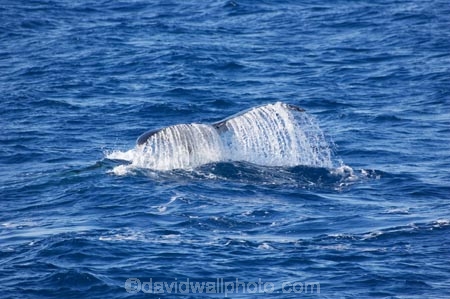 Animal;Animals;australia;australian;Cetacean;Cetaceans;Coast;dive;hervey-bay;humpback;Humpback-Whale;humpbacks;Marine-life;Marine-mammal;Marine-mammals;Megaptera-novaeangliae;Nature;ocean;oceans;pacific-ocean;Power;queensland;Sea;Sea-mammal;Sea-mammals;seas;splash;splashes;splashing;Tail;Tails;tasman-sea;Water;Whale;Whales