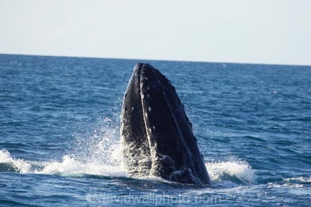 Animal;Animals;australia;australian;blow-hole;blow-holes;blow_hole;blow_holes;blowhole;blowholes;breach;breaches;breaching;Cetacean;Cetaceans;Coast;harvey;head;heads;hervey-bay;humpback;Humpback-Whale;humpbacks;jump;jumping;Marine-life;Marine-mammal;Marine-mammals;Megaptera-novaeangliae;mouth;mouths;Nature;ocean;oceans;pacific-ocean;Power;queensland;Sea;Sea-mammal;Sea-mammals;seas;splash;splashes;splashing;spray;sprays;tasman-sea;Water;Whale;whale-watch;whale-watchers;whale-watching;whale_watch;whale_watchers;whale_watching;Whales