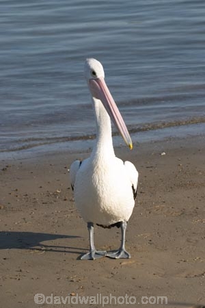 Animal;Animals;Aquatic-bird;Aquatic-birds;Australia;australian;Australian-pelican;beak;bill;bird;birds;Marine-bird;Marine-birds;Nature;New-South-Wales;Oceania;ornithology;Pelecanus-conspicillatus;Pelican;Pelicans;queensland;tweed-heads;unusual;water;Web_footed;Wild;Wildlife;Zoology