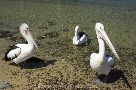 Animal;Animals;Aquatic-bird;Aquatic-birds;Australia;australian;Australian-pelican;beak;bill;bird;birds;Marine-bird;Marine-birds;Nature;New-South-Wales;Oceania;ornithology;Pelecanus-conspicillatus;Pelican;Pelicans;queensland;tweed-heads;unusual;water;Web_footed;Wild;Wildlife;Zoology