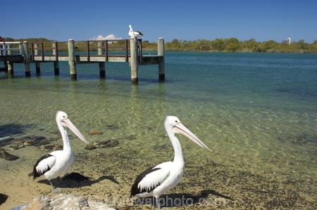 Animal;Animals;Aquatic-bird;Aquatic-birds;Australia;australian;Australian-pelican;beak;bill;bird;birds;Marine-bird;Marine-birds;Nature;New-South-Wales;Oceania;ornithology;Pelecanus-conspicillatus;Pelican;Pelicans;queensland;tweed-heads;unusual;water;Web_footed;Wild;Wildlife;Zoology