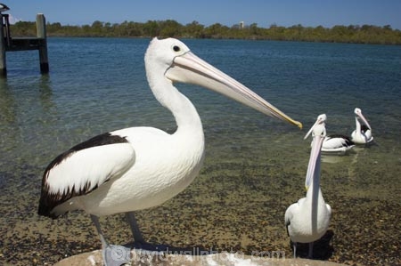 Animal;Animals;Aquatic-bird;Aquatic-birds;Australia;australian;Australian-pelican;beak;bill;bird;birds;Marine-bird;Marine-birds;Nature;New-South-Wales;Oceania;ornithology;Pelecanus-conspicillatus;Pelican;Pelicans;queensland;tweed-heads;unusual;water;Web_footed;Wild;Wildlife;Zoology