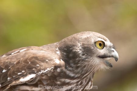 Animal;animals;australia;australian;Avian;Barking-Owl;barking-owls;Beak;Bird;birds;Close-up;currumbin;Fauna;Feather;Habitat;Natural;Nature;Ninox-connivens;Oceania;Ornithology;owl;owls;Oz;Perch;Perching;Plumage;Portrait;queensland;wild;Wildlife;Wing