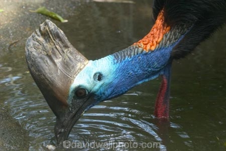 Animal;animals;australia;australian;Avian;Beak;Bird;Casuarius-casuarius-johnsonii;Close-up;currumbin;endangered;Fauna;Feather;Habitat;Natural;Nature;Oceania;Ornithology;Oz;Plumage;Portrait;queensland;Southern-Cassowaries;Southern-Cassowary;Southern-Cassowarys;unusual;wild;Wildlife;Wing