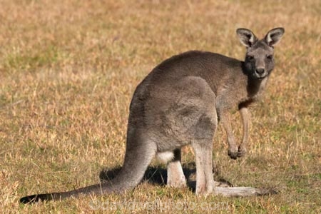 Animal;Animals;australasia;Australia;australian;eastern-gray-kangaroo;eastern-gray-kangaroos;eastern-grey-kangaroo;eastern-grey-kangaroos;grampian;grampian-national-park;grampians;grampians-national-park;gray-kangaroo;gray-kangaroos;Grey-Kangaroo;Grey-Kangaroos;halls-gap;head;heads;Kangaroo;Kangaroos;Macropodidae;Macropus-giganteus;Mammal;Mammals;Marsupial;Marsupials;marsupium;Nature;portrait;portraits;pouch;skippy;victoria;Wild;Wildlife;Zoology