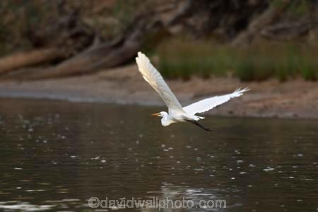 Animal;Animals;Aquatic-bird;Aquatic-birds;ardea-alba;ardeidae;australasia;Australia;australian;bird;birds;Echuca;Egretta-alba;endangered;estuaries;estuary;fauna;feather;feathers;fly;flying;great-egret;great-heron;heron;herons;Murray-River;native;natives;natural;Nature;New-South-Wales;Ornithology;rare;threatened;Victoria;Wading-bird;Wading-birds;water-bird;water-birds;white;white-heron;Wild;Wildlife