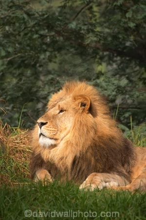 africa;african;animal;animals;australasian;Australia;australian;carnivore;carnivores;cat;cats;dominant;east-africa;feline;felines;game-park;game-parks;game-viewing;grasslands;hunger;hungry;laziness;lazy;lions;male;mammal;mammals;mane;manes;Melbourne;melbourne-zoo;Panthera-leo;park;parks;plain;plains;predator;predators;pride-leader;safari;safaris;savana;savanah;savanna;savannah;Victoria;wild;wildlife;zoo;zoology;zoos