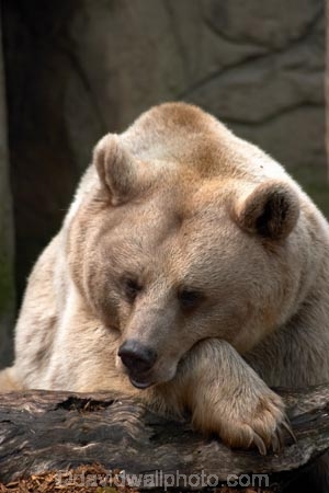 australasia;Australia;australian;bear;bears;Brown-Bear;brown-bears;Melbourne-Zoo;Ursus-arctos-syriacus;Victoria;zoos