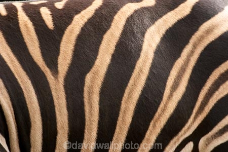 africa;african;animal;animals;black;black-and-white;equine;Equus-burchelli;game-park;game-parks;game-viewing;genus-equus;grasslands;mammal;mmmals;pattern;patterns;plain;plains;safari;safaris;savana;savanah;savanna;savannah;stripe;striped;stripes;stripped;white;wild;wildlife;zebra;zebras;zoology