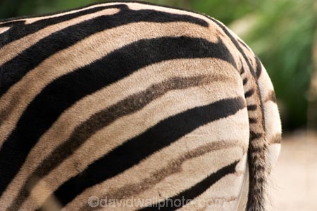 africa;african;animal;animals;black;black-and-white;bottom;equine;Equus-burchelli;game-park;game-parks;game-viewing;genus-equus;grasslands;mammal;mmmals;pattern;patterns;plain;plains;rump;safari;safaris;savana;savanah;savanna;savannah;skin;stripe;striped;stripes;stripped;white;wild;wildlife;zebra;zebras;zoology