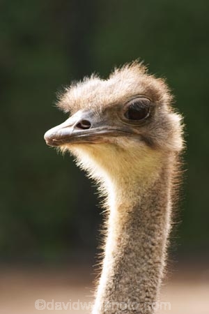 africa;african;animal;animals;australasian;Australia;australian;beak;bird;bird-spotting;birds;eyes;face;feather;feathers;game-viewing;Melbourne;melbourne-zoo;nature;neck;Ostrich;ostriches;park;parks;plain;plains;safari;safaris;savana;savanah;savanna;savannah;Struthio-camelus;Victoria;wild;wildlife;zoo;zoos