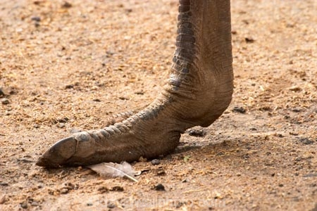 africa;african;animal;animals;australasian;Australia;australian;beak;bird;bird-spotting;birds;close-up;close_up;detail;eyes;face;feather;feathers;feet;foot;game-viewing;Melbourne;melbourne-zoo;nature;neck;Ostrich;ostriches;park;parks;plain;plains;safari;safaris;savana;savanah;savanna;savannah;Struthio-camelus;toe;toes;Victoria;wild;wildlife;zoo;zoos