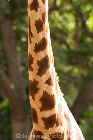 africa;african;animal;animals;australasian;Australia;australian;brown;game-park;game-parks;game-viewing;Giraffa-camelopardalis;Giraffa-camelopardalis-rothschi;giraffe;giraffes;grasslands;height;long-neck;mammal;Melbourne;melbourne-zoo;neck;park;parks;pattern;patterns;plain;plains;Rothschilds-Giraffe;safari;safaris;savana;savanah;savanna;savannah;tall;Victoria;white;wild;wildlife;zoo;zoology;zoos