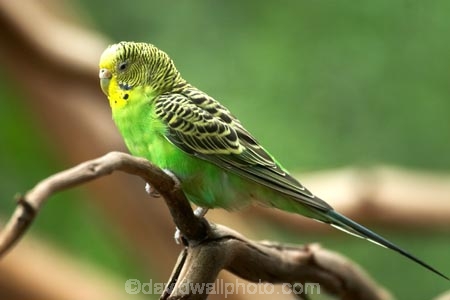 australasia;Australia;australian;avian;bird;birds;Budgerigar;budgerigars;budgie;budgies;green;melbourne;Melopsittacus-undulatus;parrot;parrots;victoria