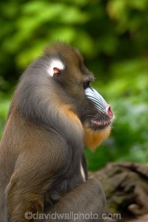 africa;african;animal;animals;australasian;Australia;australian;baboons;blue;dangerous;game-park;game-parks;game-viewing;mammal;mammals;mandrill;mandrills;Melbourne;melbourne-zoo;papio-sphinx;park;parks;pink;primate;primates;red;safari;safaris;Victoria;wild;wildlife;zoo;zoos