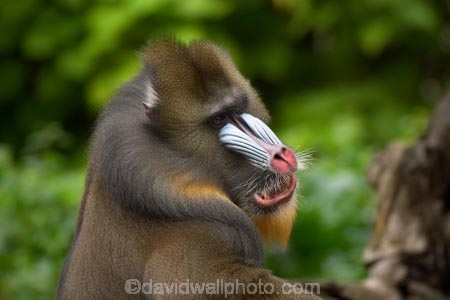 australasian;Australia;australian;blue;mandrill;mandrills;Melbourne;melbourne-zoo;park;parks;pink;red;Victoria;zoo;zoos