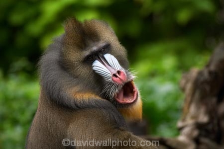 australasian;Australia;australian;blue;mandrill;mandrills;Melbourne;melbourne-zoo;park;parks;pink;red;Victoria;zoo;zoos