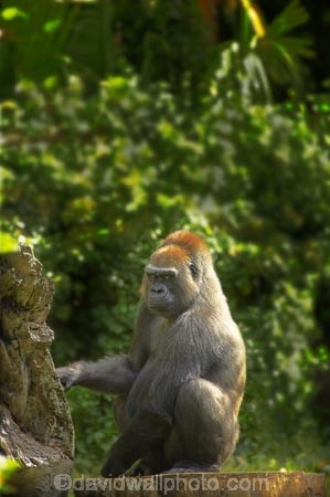 africa;african;animal;animals;australasian;Australia;australian;game-park;game-parks;game-viewing;gorilla;Gorilla-gorilla-gorilla;gorillas;mamal;mamals;mammal;mammals;Melbourne;Melbourne-Zoo;primate;primates;Victoria;Western-Lowland-Gorilla;wild;wildlife;zoo;zoos