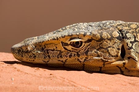 Alice-Springs;animal;animals;Australasia;Australia;Australian;Australian-Outback;Central-Australia;head;heads;lizard;lizards;Monitor-Lizard;Monitor-Lizards;N.T.;Northern-Territory;NT;Outback;Perentie;reptile;reptiles;Varanus-giganteus