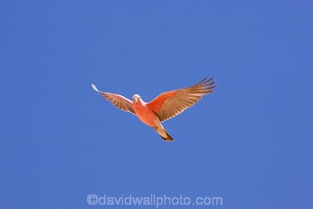 Animal;animals;australasia;australia;australian;Australian-Desert;Australian-Deserts;Australian-Outback;Avian;back-country;backcountry;backwoods;Beak;bird;bird-watching;bird_watching;birds;Blue;Bright;Cacatua-roseicapilla;Close-up;Color;Colored;Colorful;Colors;Colour;Coloured;Colourful;Colours;country;countryside;desert;Deserts;Exotic;Fauna;Feather;flight;fly;flying;Galah;galahs;gallah;gallahs;geographic;geography;Natural;Nature;Oceania;Ornithology;Outback;Oz;Parrot;parrots;pink;Plumage;red-centre;remote;remoteness;rural;S.A.;SA;South-Australia;victoria;Vivid;wild;wilderness;Wildlife;Wing
