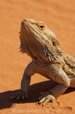 animal;animals;arid;Australasia;Australia;Australian;Australian-Desert;Australian-Deserts;Australian-Outback;back-country;backcountry;backwoods;Bearded-Dragon;Bearded-Dragons;claws;country;countryside;desert;deserts;dry;geographic;geography;lizard;lizards;N.S.W.;New-South-Wales;NSW;outback;Pogona-vitticeps;red-centre;remote;remoteness;reptile;reptiles;reptilian;rural;sand;scales;scaley;wilderness;wildlife