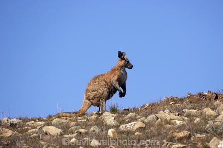 Animal;Animals;australasia;Australasian;Australia;Australian;Australian-Outback;austrlian;back-country;backcountry;backwoods;Flinders-Ranges;Flinders-Ranges-N.P.;Flinders-Ranges-National-Park;Flinders-Ranges-NP;Kangaroo;Kangaroos;Macropus-sp;Mammal;Mammals;Marsupial;Marsupials;national-park;national-parks;Nature;Outback;Outback-Travel;remote;remoteness;S.A.;SA;skippy;South-Australia;South-Flinders-Ranges;Wild;Wildlife;Zoology