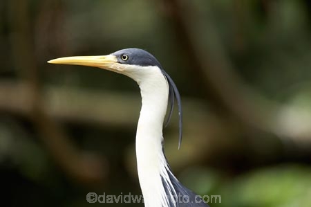 Animal;animals;Ardea-picata;Ardeidae;Australasian;Australia;Australian;Avian;Beak;bird;bird-watching;bird_watching;birds;Breakfast-with-the-Birds;eco-tourism;eco_tourism;ecotourism;Fauna;Natural;Nature;North-Queensland;Ornithology;Pied-Heron;Pied-Herons;Port-Douglas;Qld;Queensland;The-Rainforest-Habitat-Wildlife-Sanctuary;wild;Wildlife
