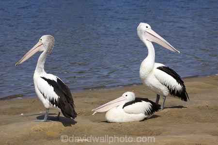 Animal;Animals;Aquatic-bird;Aquatic-birds;Australasian;Australia;Australian;Australian-pelican;avian;beak;bill;bird;bird-watching;bird_watching;birds;eco-tourism;eco_tourism;ecotourism;Evans-Head;Fauna;Feather;Marine-bird;Marine-birds;N.S.W.;Natural;Nature;New-South-Wales;NSW;Oceania;Ornithology;Pelecanus-conspicillatus;Pelican;Pelicans;water;wild;Wildlife;Wing;Zoology