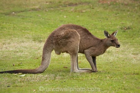 Animal;Animals;australasia;Australasian;Australia;Australian;eastern-gray-kangaroo;eastern-gray-kangaroos;eastern-grey-kangaroo;eastern-grey-kangaroos;gray-kangaroo;gray-kangaroos;Grey-Kangaroo;Grey-Kangaroos;head;heads;Kangaroo;Kangaroos;Macropodidae;Macropus-giganteus;Mammal;Mammals;Marsupial;Marsupials;marsupium;Mid-North-Coast;Mid-North-Coast-NSW;Mid-North-Nsw;Mid-Northern-NSW;N.S.W.;Nature;New-South-Wales;NSW;portrait;portraits;pouch;skippy;Trial-Bay;Wild;Wildlife;Zoology