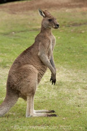Animal;Animals;australasia;Australasian;Australia;Australian;eastern-gray-kangaroo;eastern-gray-kangaroos;eastern-grey-kangaroo;eastern-grey-kangaroos;gray-kangaroo;gray-kangaroos;Grey-Kangaroo;Grey-Kangaroos;head;heads;Kangaroo;Kangaroos;Macropodidae;Macropus-giganteus;Mammal;Mammals;Marsupial;Marsupials;marsupium;Mid-North-Coast;Mid-North-Coast-NSW;Mid-North-Nsw;Mid-Northern-NSW;N.S.W.;Nature;New-South-Wales;NSW;portrait;portraits;pouch;skippy;Trial-Bay;Wild;Wildlife;Zoology
