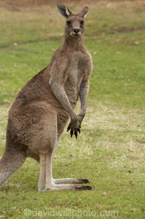 Animal;Animals;australasia;Australasian;Australia;Australian;eastern-gray-kangaroo;eastern-gray-kangaroos;eastern-grey-kangaroo;eastern-grey-kangaroos;gray-kangaroo;gray-kangaroos;Grey-Kangaroo;Grey-Kangaroos;head;heads;Kangaroo;Kangaroos;Macropodidae;Macropus-giganteus;Mammal;Mammals;Marsupial;Marsupials;marsupium;Mid-North-Coast;Mid-North-Coast-NSW;Mid-North-Nsw;Mid-Northern-NSW;N.S.W.;Nature;New-South-Wales;NSW;portrait;portraits;pouch;skippy;Trial-Bay;Wild;Wildlife;Zoology