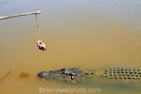 Adelaide-River;Adelaide-River-Cruises;Australia;Australian;bait;croc;crocodile;crocodiles;Crocodylus-Porosus;crocs;danger;dangerous;dangerous-wildlife;jumping-crocodile-cruise;meat;N.T.;Northern-Territory;NT;reptile;reptiles;saltwater-crocodile;saltwater-crocodiles;salty;spectacular-jumping-crocodile-cruise;Top-End;tourist-attraction;wildlife