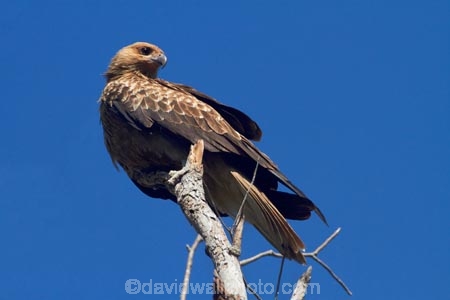 Animal;animals;Australia;Australian;avian;Beak;bird;bird-of-prey;bird-watching;bird_of_prey;bird_watching;birds;birds-of-prey;birds_of_prey;eco-tourism;eco_tourism;ecotourism;Fauna;flight;fly;flying;Gagadju;Haliastur-sphenurus;Kakadu;Kakadu-N.P.;Kakadu-National-Park;Kakadu-NP;kite;kites;N.T.;national-parks;Natural;Nature;Northern-Territory;NT;Ornithology;perch;perches;perching;raptor;Top-End;UN-world-heritage-area;UN-world-heritage-site;UNESCO-World-Heritage-area;UNESCO-World-Heritage-Site;united-nations-world-heritage-area;united-nations-world-heritage-site;Whistling-Kite;Whistling-Kites;wild;wildlife;world-heritage;world-heritage-area;world-heritage-areas;World-Heritage-Park;World-Heritage-site;World-Heritage-Sites;Yellow-Water;Yellow-Water-Billabong;Yellow-Water-Wetland;Yellow-Water-Wetlands
