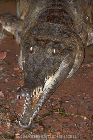 Australasian;Australia;Australian;Australian-freshwater-crocodile;croc;crocodile;crocodiles;Crocodylus-johnsoni;Crocodylus-johnstoni;crocs;danger;dangerous;dark;freshie;freshwater-crocodile;freshwater-crocodiles;Johnstons-crocodile;Kimberley;Kimberley-Region;Kununurra;lake;Lake-Kununurra;lakes;Lily-Creek-Lagoon;night;nocturnal;reptile;reptiles;teeth;The-Kimberley;W.A.;WA;West-Australia;Western-Australia;wildlife