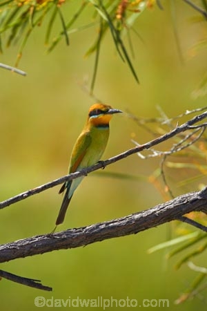 Animal;animals;Australasian;Australia;Australian;Avian;Beak;bird;bird-watching;bird_watching;birds;eco-tourism;eco_tourism;ecotourism;Fauna;Kimberley;Kimberley-Region;Merops-ornatus;Natural;Nature;Ornithology;Purnululu-N.P.;Purnululu-National-Park;Purnululu-NP;Rainbow-Bee_eater;The-Kimberley;UN-world-heritage-area;UN-world-heritage-site;UNESCO-World-Heritage-area;UNESCO-World-Heritage-Site;united-nations-world-heritage-area;united-nations-world-heritage-site;W.A.;WA;West-Australia;Western-Australia;wild;Wildlife;Wing;world-heritage;world-heritage-area;world-heritage-areas;World-Heritage-Park;World-Heritage-site;World-Heritage-Sites