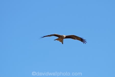 Animal;animals;Australasia;Australia;Australian;avian;bird;bird-of-prey;bird-watching;bird_of_prey;bird_watching;birds;birds-of-prey;birds_of_prey;Black-Kite;Black-Kites;eco-tourism;eco_tourism;ecotourism;Fauna;flight;fly;flying;kite;kites;Milvus-migrans;N.T.;Natural;Nature;Northern-Territory;NT;Ornithology;raptor;Top-End;Victoria-Highway;wild;wildlife;Wing