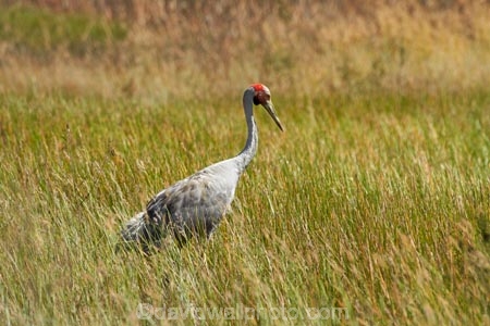 Animal;animals;Australasia;Australia;Australian-Crane;Avian;Beak;bird;bird-watching;bird_watching;birds;Brolga;Brolgas;crane-family;eco-tourism;eco_tourism;ecotourism;Fauna;Grus-rubicunda;N.T.;Native-Companion;Natural;Nature;Northern-Territory;NT;Ornithology;Top-End;Victoria-Highway;wild;wildlife;Wing