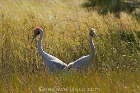 Animal;animals;Australasia;Australia;Australian-Crane;Avian;Beak;bird;bird-watching;bird_watching;birds;Brolga;Brolgas;crane-family;eco-tourism;eco_tourism;ecotourism;Fauna;Grus-rubicunda;N.T.;Native-Companion;Natural;Nature;Northern-Territory;NT;Ornithology;Top-End;Victoria-Highway;wild;wildlife;Wing