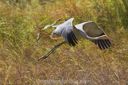 Animal;animals;Australasia;Australia;Australian-Crane;Avian;Beak;bird;bird-watching;bird_watching;birds;Brolga;Brolgas;crane-family;eco-tourism;eco_tourism;ecotourism;Fauna;flight;fly;flying;Grus-rubicunda;N.T.;Native-Companion;Natural;Nature;Northern-Territory;NT;Ornithology;Top-End;Victoria-Highway;wild;wildlife;Wing