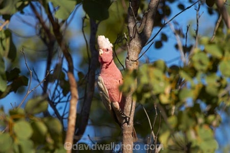 Animal;animals;Australasia;Australia;avian;Beak;bird;bird-watching;bird_watching;birds;eco-tourism;eco_tourism;ecotourism;Eolophus-roseicapilla;Eolophus-roseicapilla-kuhli;Fauna;Feather;Galah;Galah-Cockatoo;galahs;N.T.;Natural;Nature;Northern-Territory;NT;Ornithology;Pink-and-Grey;Rose_breasted-Cockatoo;Roseate-Cockatoo;Top-End;wild;Wildlife;Wing