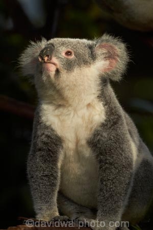 Animal;Animals;Aus;Australia;australian;climb;climbs;Close-up;Close_up;currumbin;currumbin-wildlife-sanctuary;eucalyptus;face;fur;furry;gold-coast;gum-tree;Koala;Koala-Bear;Koalas;Mammal;Mammals;Marsupial;Marsupials;Nature;Oceania;Phascolarctos;Phascolarctos-cinereus;QLD;Queensland;tree;trees;Wild;Wildlife;zoo;Zoology