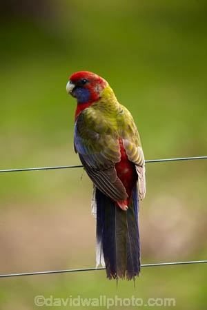 Australian;wildlife;animal;animals;Australian-wildlife;bird;birds;Animal;animals;Bright;crimson-rosella;Crimson-Rosellas;Natural;Nature;Parrot;parrots;Perch;Perching;Platycercus-elegans;Plumage;Portrait;Red;rosella;rosellas;Vivid;Wildlife;Armidale;NSW;N.S.W.;New-South-Wales