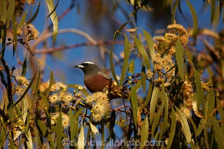 Australia;Australian;wildlife;animal;animals;Australian-wildlife;Australia;Australian;wildlife;animal;animals;Australian-wildlife;bird;birds;White_browed-Woodswallow;White_browed-Woodswallows;outback;South-Australia;SA;S.A.;Australia;Woodswallow;Woodswallows;Artamus-superciliosis;swallow;swallows;Strzeleki-Track;Innaminka;South-Australia;Australia;gum-tree;eucalyptus-tree;flowers;flowering;Strzelecki-Track