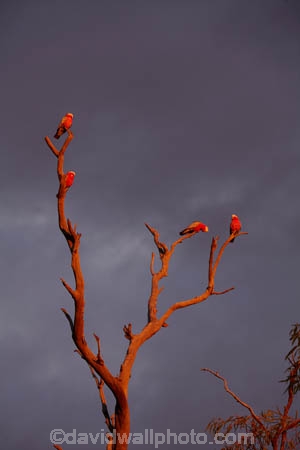 Australia;Australian;wildlife;animal;animals;Australian-wildlife;bird;birds;Cacatua-roseicapilla;Galah;galahs;gallah;gallahs;South-Australia;SA;S.A.;Ornithology;Oz;Parrot;parrots;pink;Wildlife;Strzeleki-Track;Blanchewater;Blanchewater-Ruins;clouds;cloudy;dead-tree;Strzelecki-Track