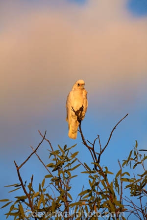 Australia;Australian;wildlife;animal;animals;Australian-wildlife;bird;birds;avian;bird-watching;Cacatua-sanguinea;Cacatua-sanguinea-sanguinea;cacatua;cockatoo;cockatoos;Little-Corella;Little-Corellas;Ornithology;white-cockatoo;Corella;Corellas