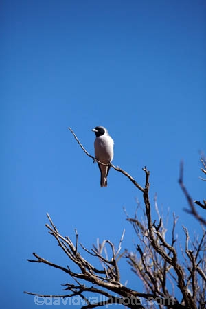 Australia;Australian;wildlife;animal;animals;Australian-wildlife;Australia;Australian;wildlife;animal;animals;Australian-wildlife;bird;birds;Masked-Woodswallow;Masked-Woodswallows;Simpson-Desert;outback;Queensland;Australia;Woodswallow;Woodswallows;Artamus-personatus;swallow;swallows