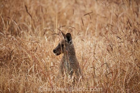 Animal;Animals;Aus;Australia;Australian;ear;eastern-gray-kangaroo;eastern-gray-kangaroos;gray-kangaroo;gray-kangaroos;Grey-Kangaroo;Grey-Kangaroos;head;heads;Kangaroo;Kangaroos;Macropus-giganteus;Mammal;Mammals;Marsupial;Marsupials;Nature;portrait;portraits;QLD;Queensland;skippy;Wild;Wildlife;Mitchell