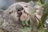 Animal;Animals;Australia;australian;climb;climbs;Close-up;Close_up;currumbin;currumbin-wildlife-sanctuary;eucalyptus;face;fur;furry;gold-coast;gum-tree;Koala;Koalas;Mammal;Mammals;Marsupial;Marsupials;Nature;Oceania;Phascolarctos;Phascolarctos-cinereus;queensland;tree;trees;Wild;Wildlife;zoo;Zoology
