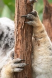 Animal;Animals;arm;arms;Australia;australian;claw;claws;climb;climbs;Close-up;Close_up;currumbin;currumbin-wildlife-sanctuary;eucalyptus;face;feet;finger;fingers;foot;fur;furry;gold-coast;gum-tree;hand;hands;Koala;Koalas;Mammal;Mammals;Marsupial;Marsupials;Nature;Oceania;paw;paws;Phascolarctos;Phascolarctos-cinereus;queensland;toe;toes;tree;trees;Wild;Wildlife;zoo;Zoology